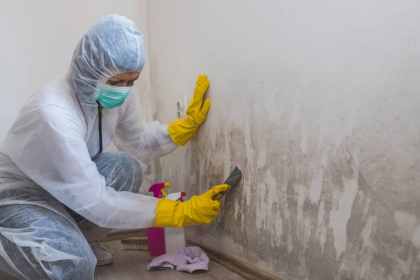 Why You Should Choose Our Mold Remediation Services in Alton, IA